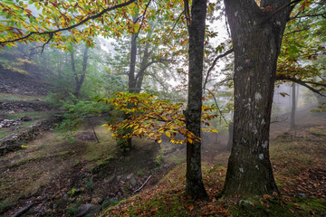Niebla en el castañar del Linar en Sierra de Gredos. Avila. España. Europa.