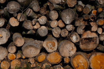 gefällte Bäume liegen übereinander