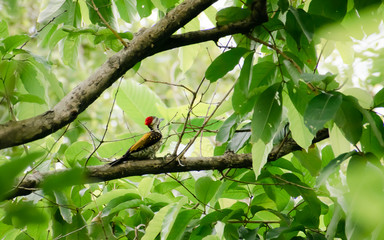 Juvenile Greater Pileated Woodpecker (dryocopus lineatus) spotted in tree trunk of forest woodland. A bird with red crest and black and white stripes on face neck. Gudavi Bird Sanctuary Karnataka Ind