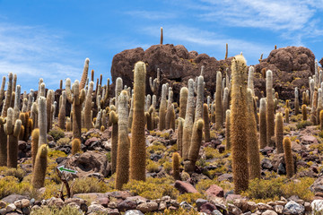 Cactus at Incahuasi island, at Salar de Uyuni is largest salt flat in the world in Bolivia.