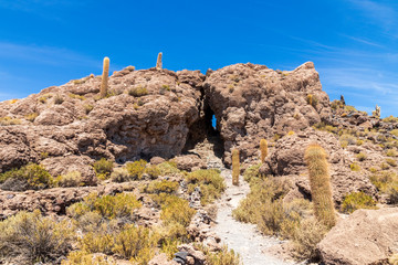 Cactus at Incahuasi island, at Salar de Uyuni is largest salt flat in the world in Bolivia.