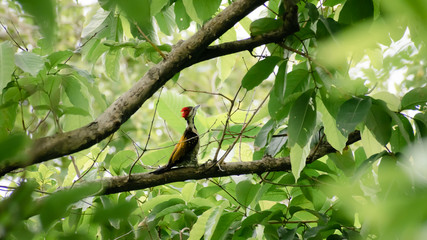 Juvenile Greater Pileated Woodpecker (dryocopus lineatus) spotted in tree trunk of forest woodland. A bird with red crest and black and white stripes on face neck. Kumarakom Bird Sanctuary Kerala Ind