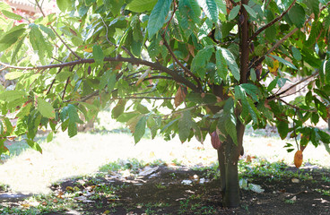 Fototapeta na wymiar Cocoa tree in farm