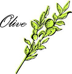 Olive. Olive hand drawn vector illustrations