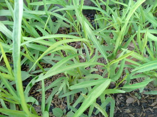 Obraz premium green grass with water drops