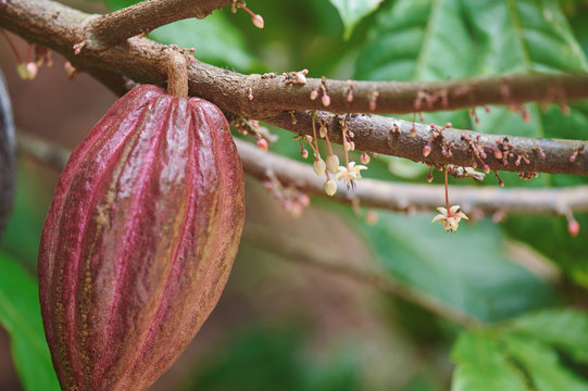 Cacao agriculture theme