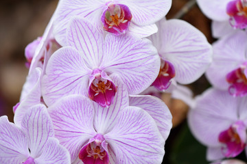 Naklejka na ściany i meble Fresh branch with bright lilac orchid flowers close-up. The concept of aromas and beauty