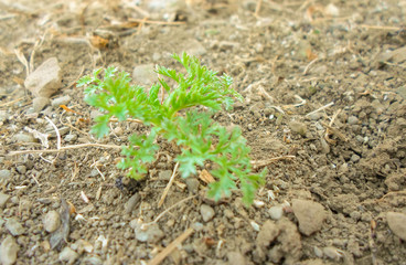 Green seedling in the garden