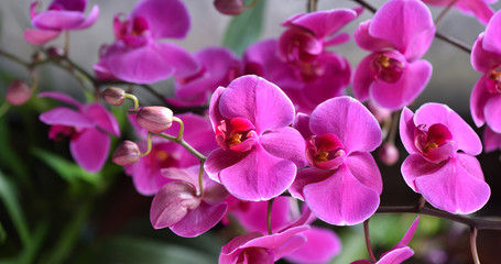Fototapeta na wymiar Fresh branch with bright lilac orchid flowers close-up. The concept of aromas and beauty