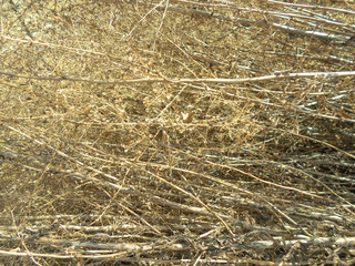 dry grass, a lot of hay, background pattern, weeds