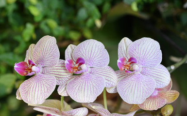 Fresh branch with bright lilac orchid flowers close-up with text space. The concept of aromas and beauty