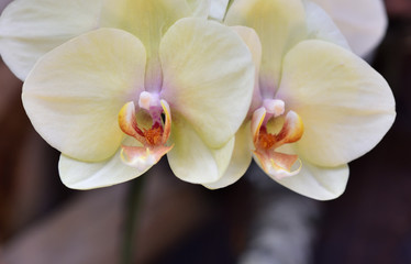 Fresh branch with bright yellow orchid flowers close-up with text space. The concept of aromas and beauty