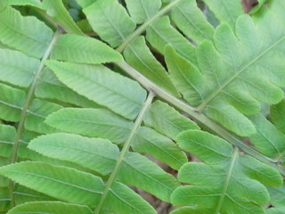 closeup of green leaf