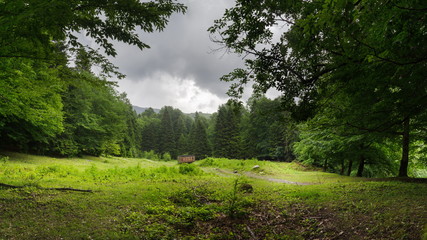 Christmas tree summer forest in Caucasus mountains