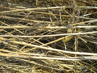 dry grass, lots of hay background pattern