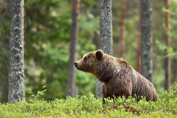 Brown bear in forest landscape
