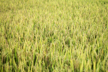 Ear of rice, Paddy field