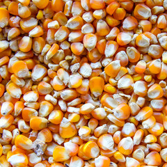 background of corn seed