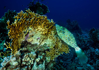 Filefish by Fire Coral