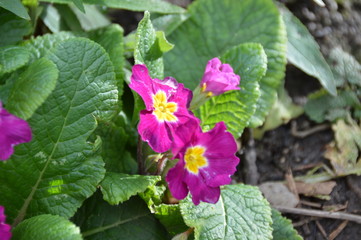 Close up of a purple flower