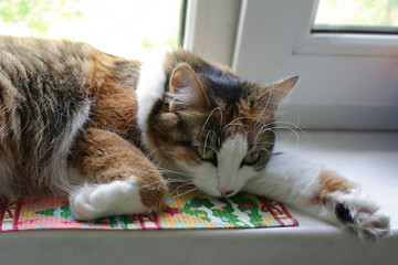 A tricolor cat lies thoughtfully on a windowsill. Gloomy disgruntled cat