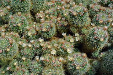 Blooming cactus mammillaria. .Small white and yellow cactus flowers. Texture