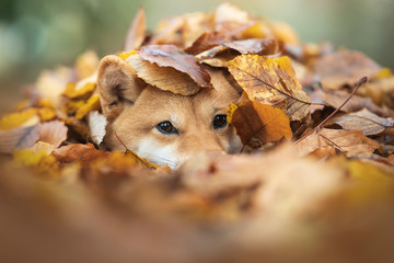 shibainu sous les feuilles