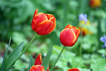 Two beautiful red tulips growing in a garden.