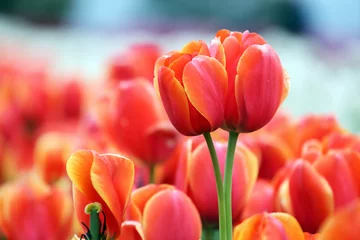 Foto op Plexiglas Macro shot of a beautiful red tulip in a field of red tulips. © Norman