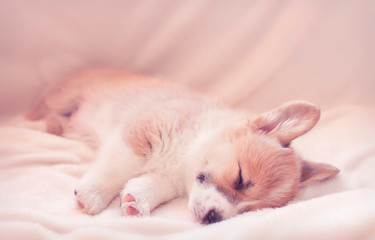 cute little Corgi dog puppy with big ears sleeps sweetly on a white fluffy blanket stretching legs