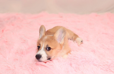 portrait cute little the puppy of the red dog Corgi lies on a fluffy pink blanket and looks pretty