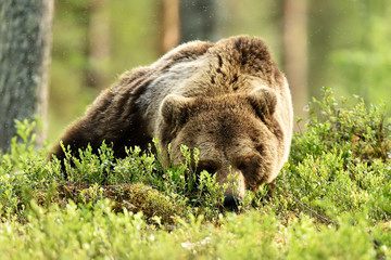 brown bear sleeping in forest