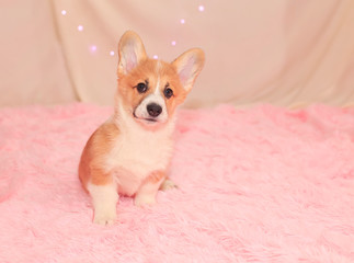 portrait cute little the puppy of the red dog Corgi sits on a fluffy blanket with his big ears spread and looks forward