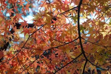 Autumn color