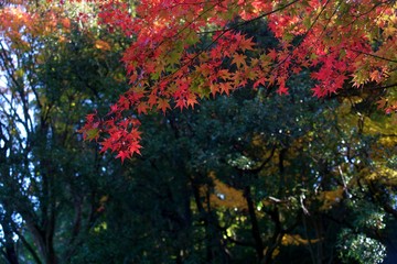 Autumn color