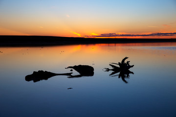 silhouette of tree stumps reflected in the shallow waters of Lake Tyrrell, Australia, at sunset.