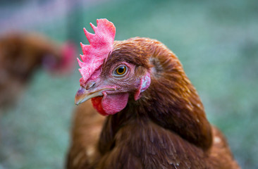 Close up portrait shot of a hyline-brown chicken in Victoria, Australia.