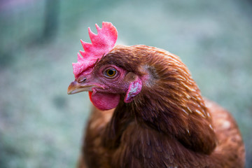 Hyline Brown chicken in profile.