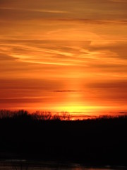 sunset in the forest