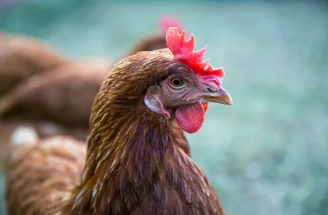 Fotobehang Profile image of a hyline brown chicken in Australia. © Norman