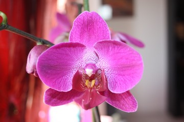 orchidea © alessandro