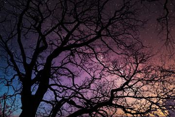 Starry Skies and Tree Silhouettes