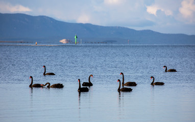 Black swans swimming in the protected waters of Corner Inlet near Port Welshpool, Victoria, Australia.
