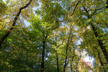 Foliage at fall in the Monza Park