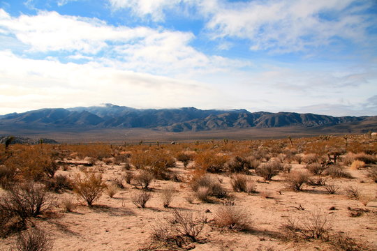 Joshua tree National Park desert barren landscape with Joshua trees or yucca palm and massive boulders