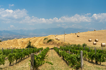 Fototapeta na wymiar Summer landscape in Calabria, Italy, near Spezzano Albanese