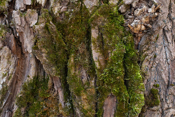 Texture of oak bark with moss. The surface of the trunk of an old oak tree with green natural moss. Textured surface background backdrop wallpaper