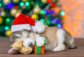 Fototapeta na wymiar Alaskan malamute puppy wearing a red santa hat sleeps with toy bear and gift box with Christmas tree on background