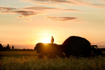 The process of haymaking by a simple farmer. Tractor with a trailer full of hay and the silhouette of a man on it collecting hay at sunset.