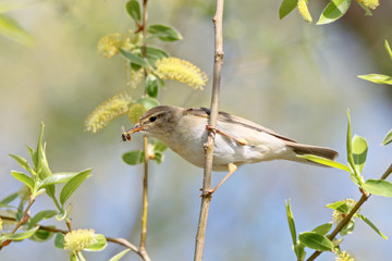 Willow warbler phylloscopus trochilus eating insect perched on branch of tree. Cute little songbird in wildlife.